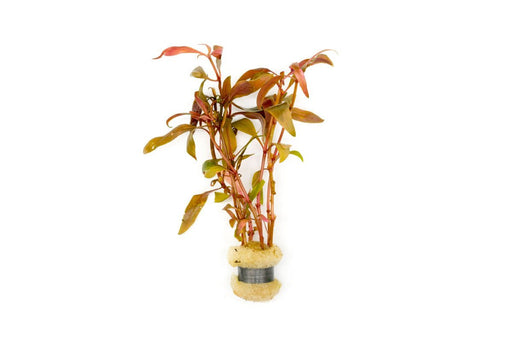 Alternanthera Reineckii 'Mini' - Buce Plant